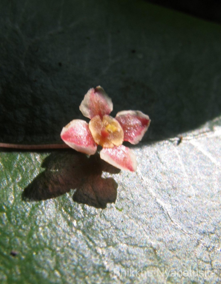 Phyllanthus baillonianus Müll.Arg.